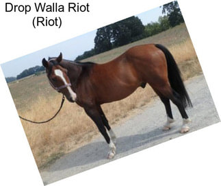 Drop Walla Riot (Riot)