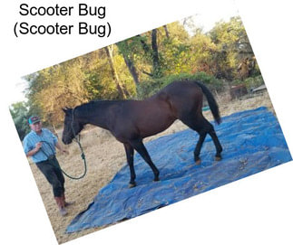 Scooter Bug (Scooter Bug)