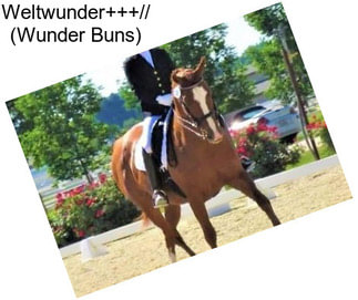 Weltwunder+++// (Wunder Buns)