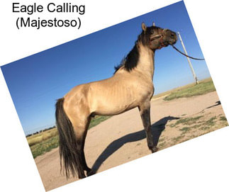 Eagle Calling (Majestoso)