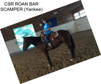 CSR ROAN BAR SCAMPER (Yankee)