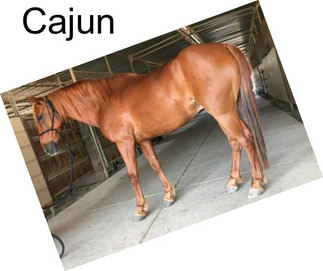 Cajun