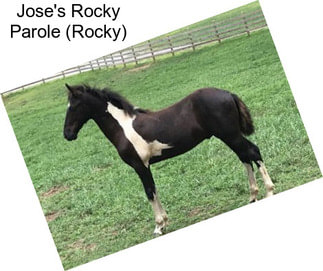 Jose\'s Rocky Parole (Rocky)