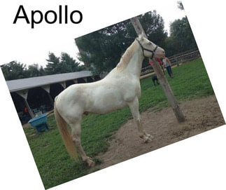 Apollo