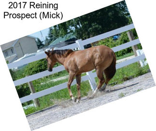 2017 Reining Prospect (Mick)