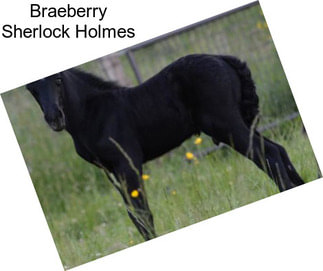 Braeberry Sherlock Holmes