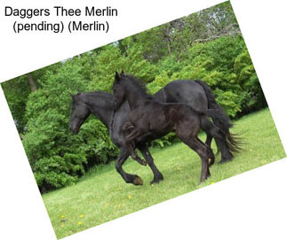 Daggers Thee Merlin (pending) (Merlin)