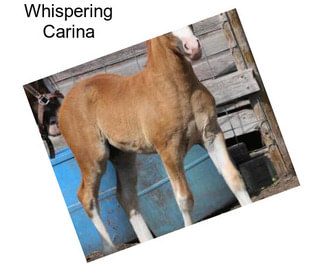 Whispering Carina