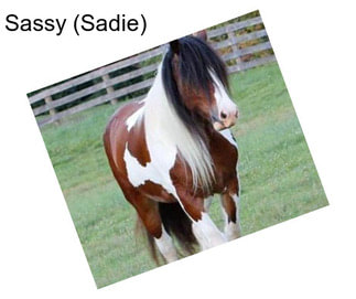 Sassy (Sadie)