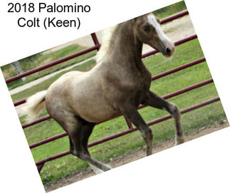 2018 Palomino Colt (Keen)