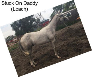 Stuck On Daddy (Leach)