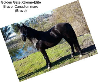 Golden Gate Xtreme-Elite Brave: Canadien mare (Brave)