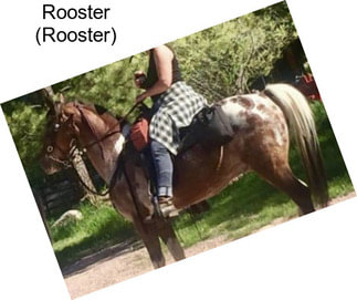 Rooster (Rooster)