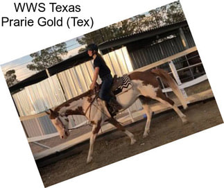 WWS Texas Prarie Gold (Tex)