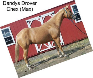 Dandys Drover Chex (Max)