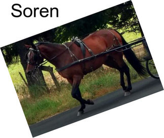 Soren