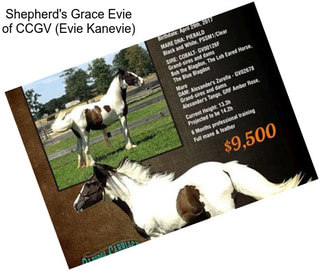 Shepherd\'s Grace Evie of CCGV (Evie Kanevie)