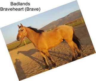 Badlands Braveheart (Brave)