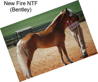New Fire NTF (Bentley)