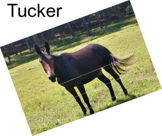 Tucker