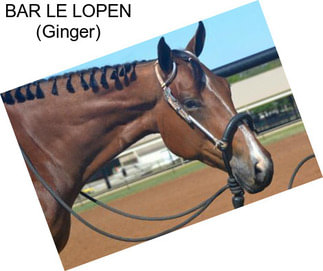 BAR LE LOPEN (Ginger)