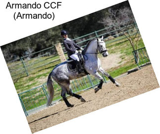 Armando CCF (Armando)