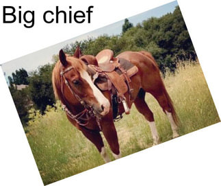 Big chief