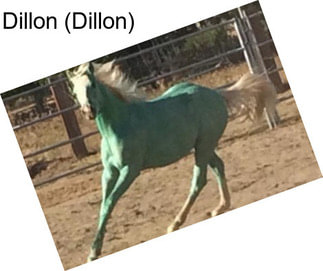 Dillon (Dillon)