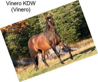 Vinero KDW (Vinero)