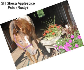 SH Shesa Applespice Pete (Rusty)