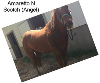 Amaretto N Scotch (Angel)