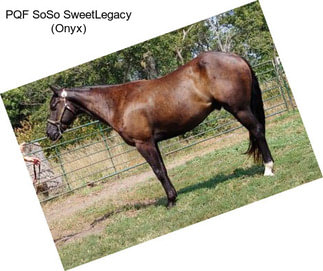 PQF SoSo SweetLegacy (Onyx)