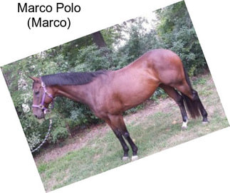 Marco Polo (Marco)
