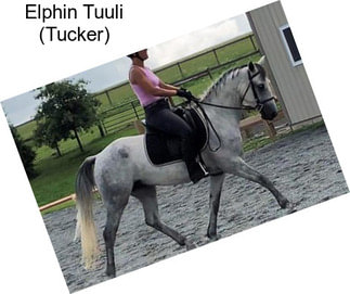 Elphin Tuuli (Tucker)