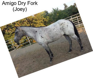 Amigo Dry Fork (Joey)