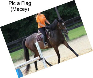 Pic a Flag (Macey)