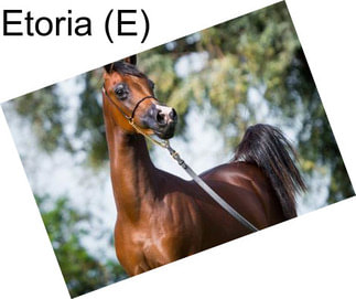 Etoria (E)