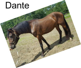 Dante