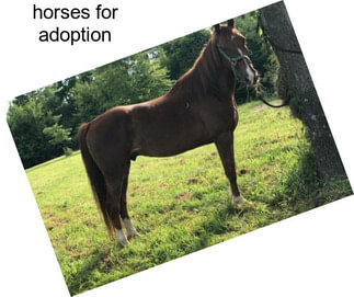 Horses for adoption