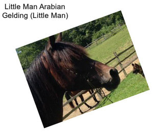 Little Man Arabian Gelding (Little Man)