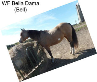 WF Bella Dama (Bell)