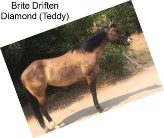 Brite Driften Diamond (Teddy)