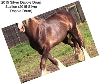 2015 Silver Dapple Drum Stallion (2015 Silver Dapple Drum)