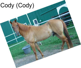 Cody (Cody)