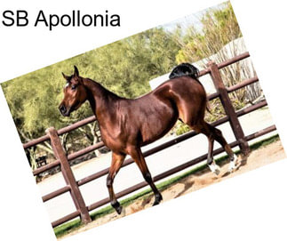 SB Apollonia