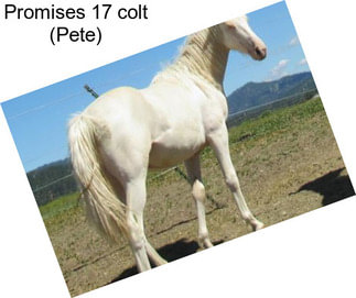 Promises 17 colt (Pete)