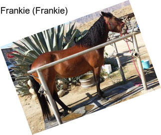 Frankie (Frankie)