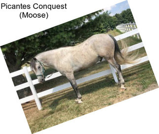 Picantes Conquest (Moose)