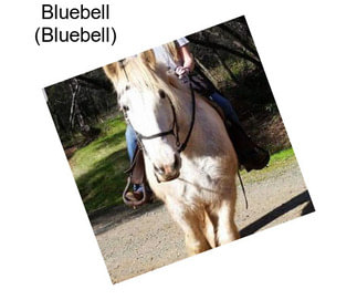 Bluebell (Bluebell)