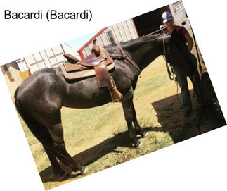 Bacardi (Bacardi)